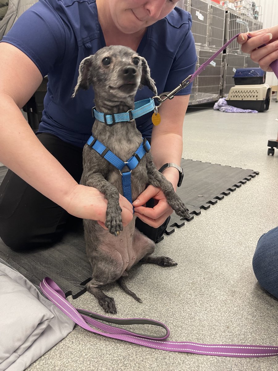 Ruff Start Rescue tweet media