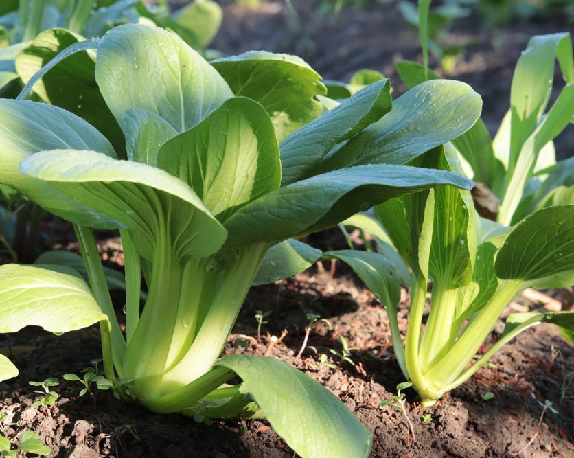 veg_plotter's tweet image. Pak choi is perfect for planting in late summer and early fall. Also consider sowing salad crops such as lettuce, beetroot, and radishes. 🌱 #GardeningTips #SummerPlanting #HomeGarden