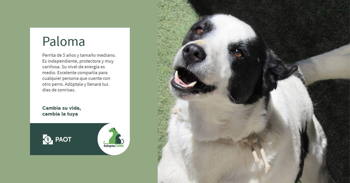 PAOTmx's tweet photo. 🔁 Paloma es independiente, protectora y muy cariñosa. 🐶💝
Su energía es equilibrada y disfruta la compañía de otros perros. 💞 Dale la oportunidad de ser parte de tu hogar y ella llenará tus días de sonrisas.
✴️Datos de adopción👇 
📞 5535533086
📧fevafundacion@gmail.com https://t.co/RwSpRRfCws