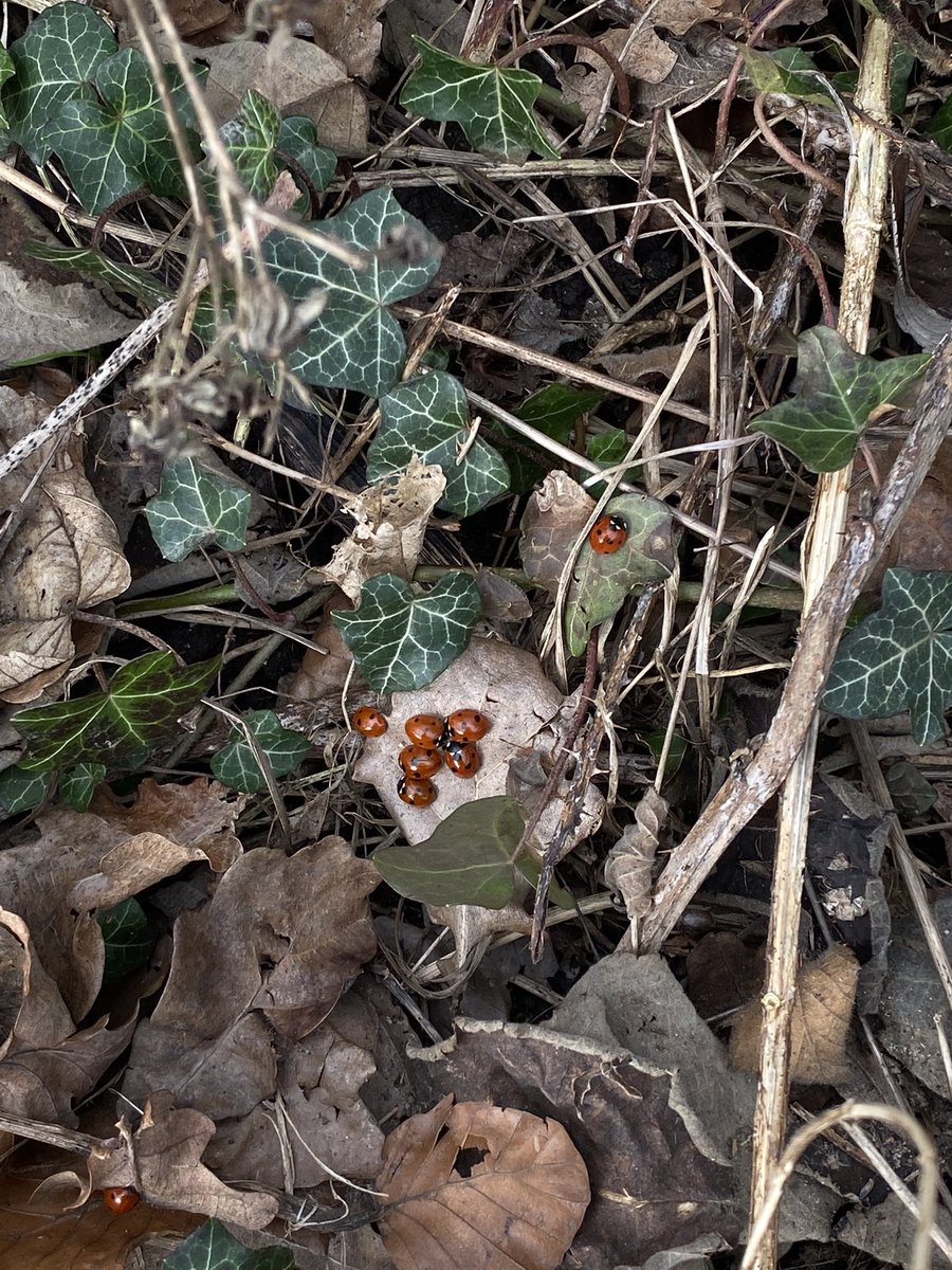 🐞