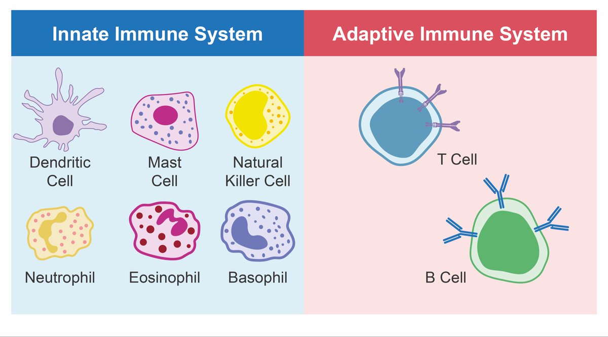 What do you know about innate and adaptive immunity?

Innate and adaptive immunity are two critical components of the immune system that work together to defend the body against pathogens. Innate immunity is the body’s first line of defense, providing a rapid, non-specific
