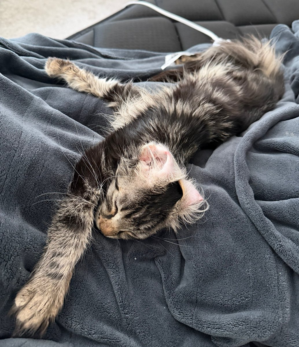 rev 😻 tweet media