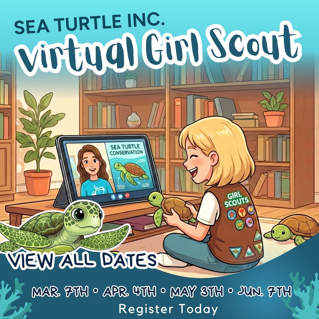 Sea Turtle, Inc. tweet media