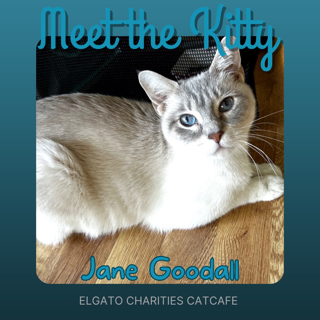 Hi! Jane Goodall here! I’m a 2 year old gorgeous lady. I’m one of 9 cats that were abandoned at TangleWilde Vet Clinic. We are a beautiful playful bunch😻Thank you to Nora Lemke for sponsoring AND fostering me! 
Come meet me by booking  a visit at elgatocoffeehouse.com/bookmeow

#cats