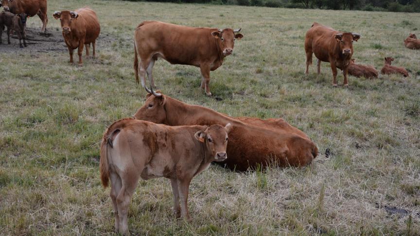 SIMV_RP's tweet image. 💉🐂🇧🇪 #DNC : la Belgique décide de créer un stock de 200.000 doses de vaccins anti #dermatose nodulaire contagieuse

ow.ly/TBvR50Yo0qL