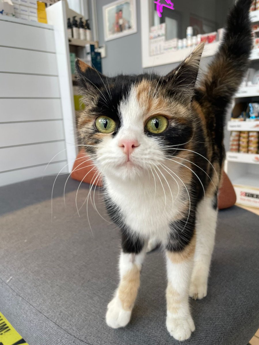 Herkesin deli divane aşık olduğu bu kedi hala yuva bulamamış.. tam 70 gündür kafesteymiş..
Ankara