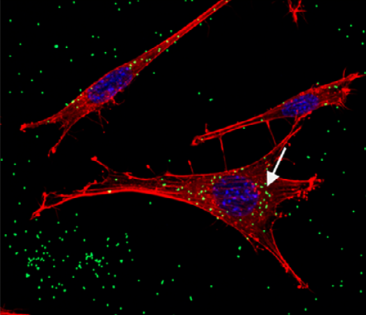 @DBIOSUnito tweet media