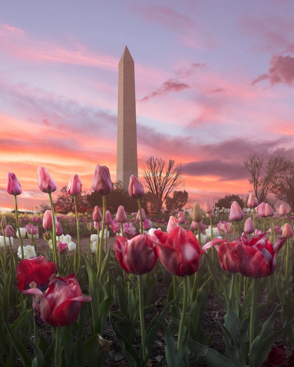 Visit Washington, DC tweet media