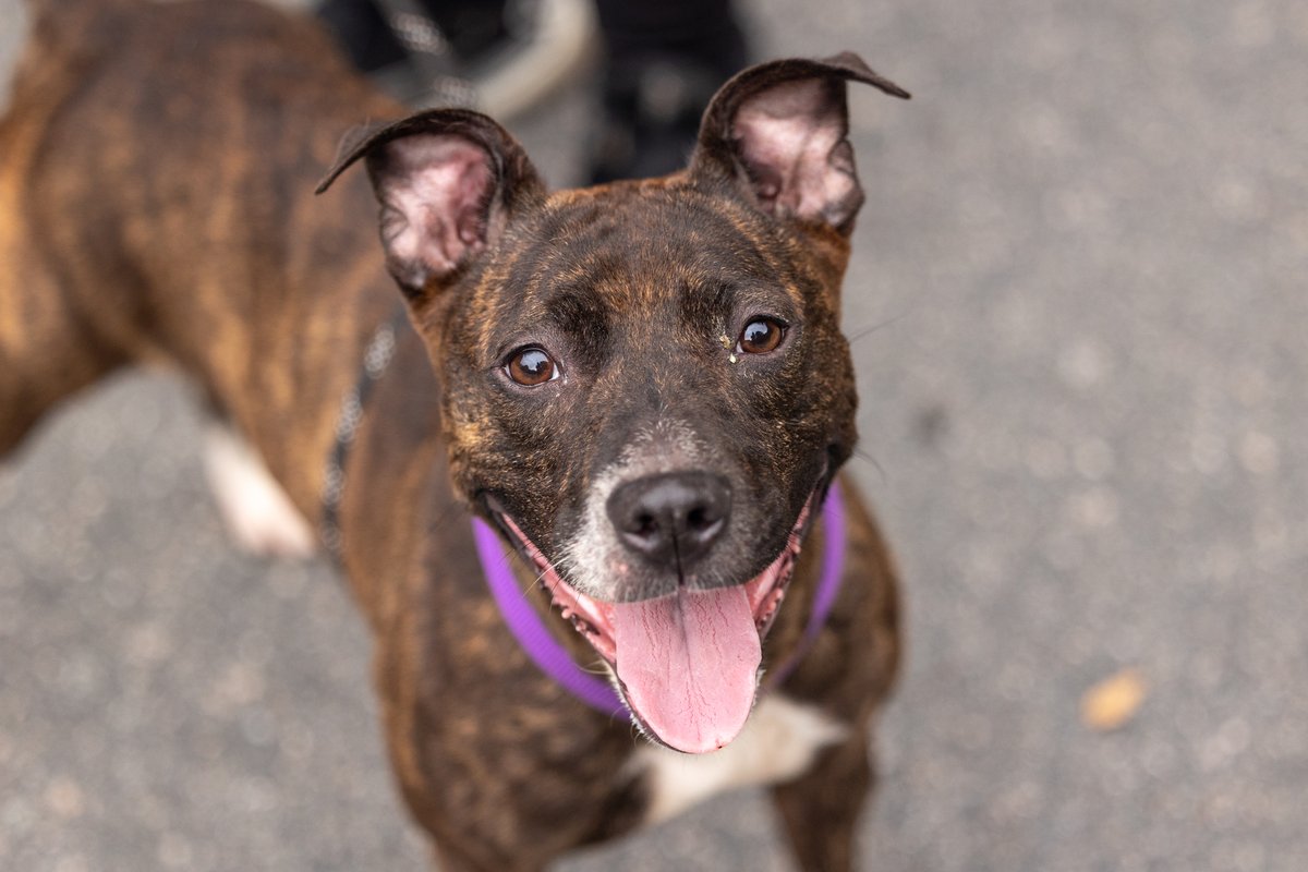 After several weeks of renovations, we are officially open again, and our kennels are full of sweet dogs and cats waiting for their forever families.

Come meet your new best friend. We can’t wait to see you!