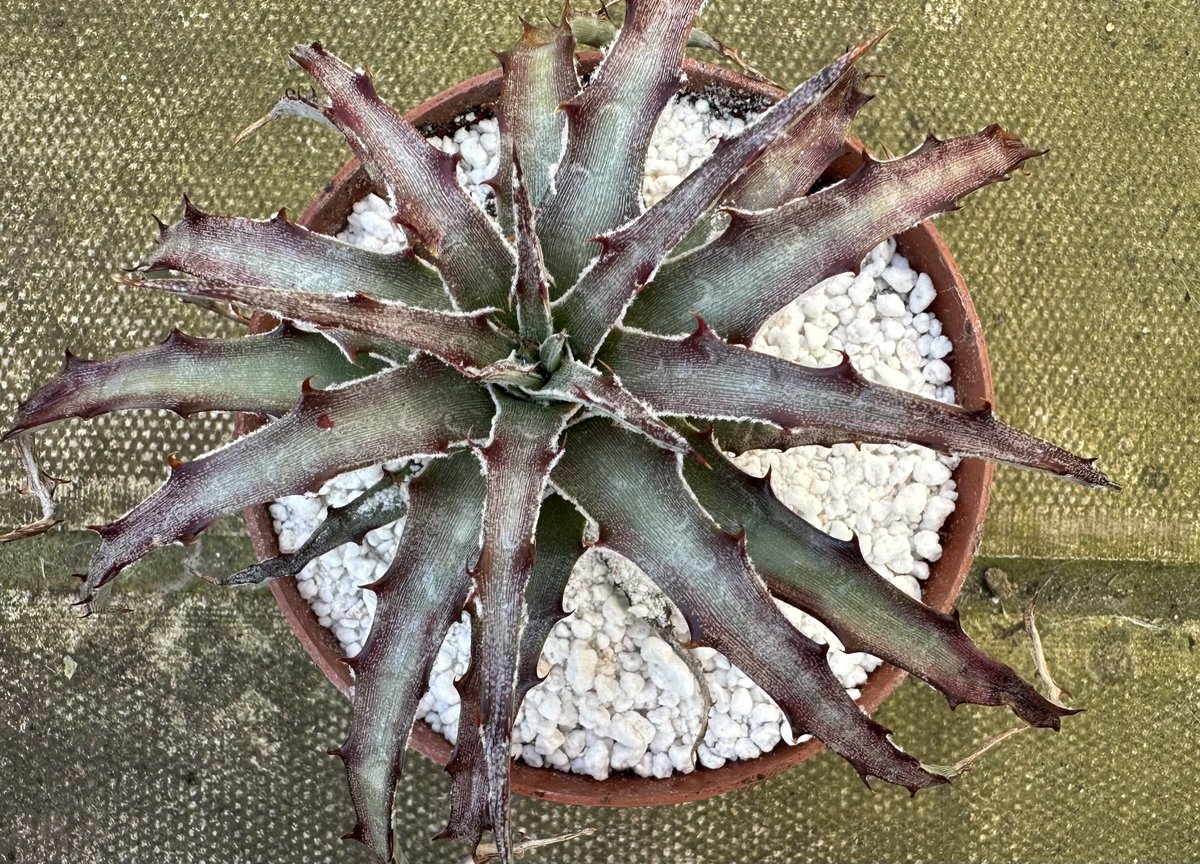 acherontiadex's tweet photo. Latest addition Hechtia Lepidophylla #bromeliads #bromos https://t.co/XpGefgyGY3