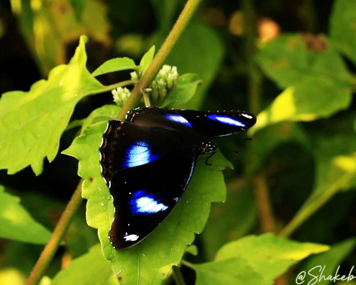 Shakeb Nabi tweet media