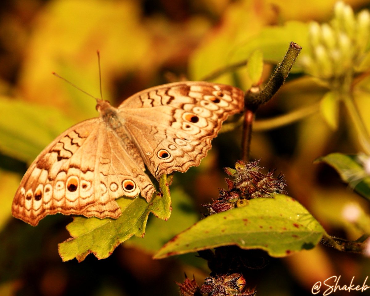 Shakeb Nabi tweet media