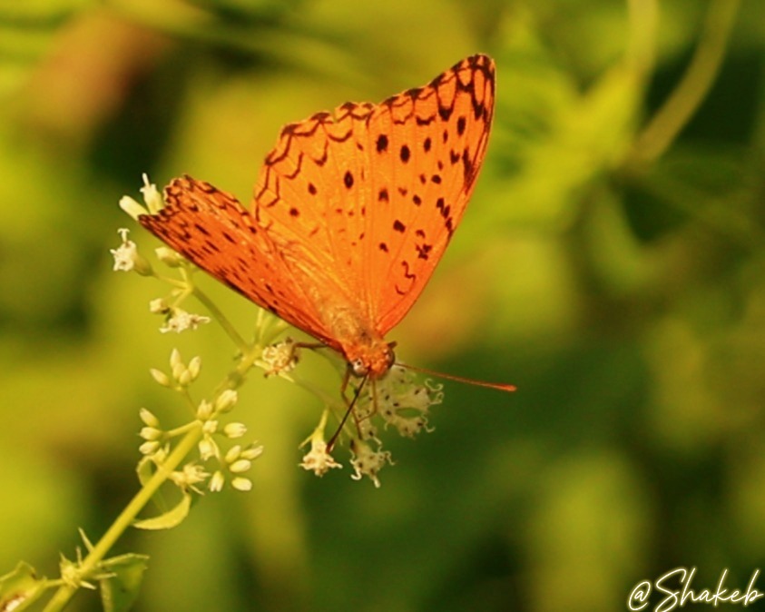 Shakeb Nabi tweet media