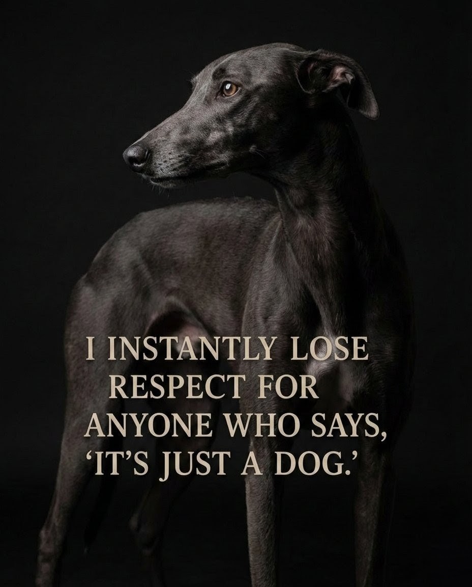Louder for the people in the back! 🐾
​Anyone who has ever shared their heart with a dog knows there is no such thing as "just" a dog. They are family members, soulmates, and the best therapists money can’t buy. Especially with that elegant, soulful greyhound gaze—how could