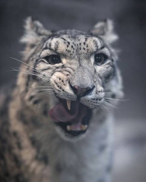 ✨𝙆𝙤𝙗𝙧𝙖✨🔜FWA tweet media