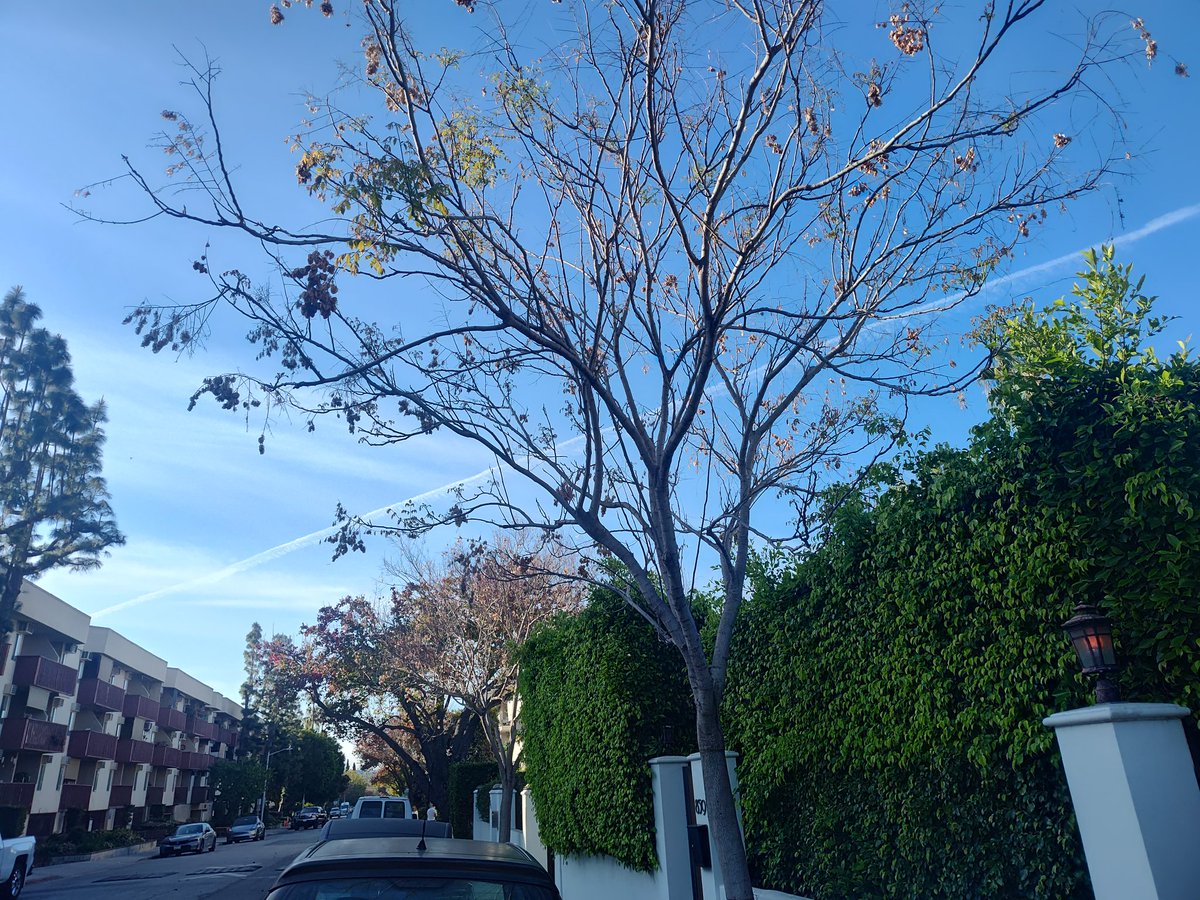 Seph7th's tweet photo. Everyday on beautiful blue sky of California.  What exactly is being sprayed, and why? ☠️☠️☠️ https://t.co/i44kSfrvJu