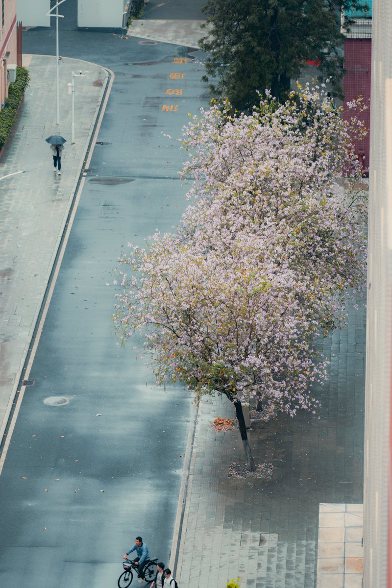 Akira-fumoharvester tweet media