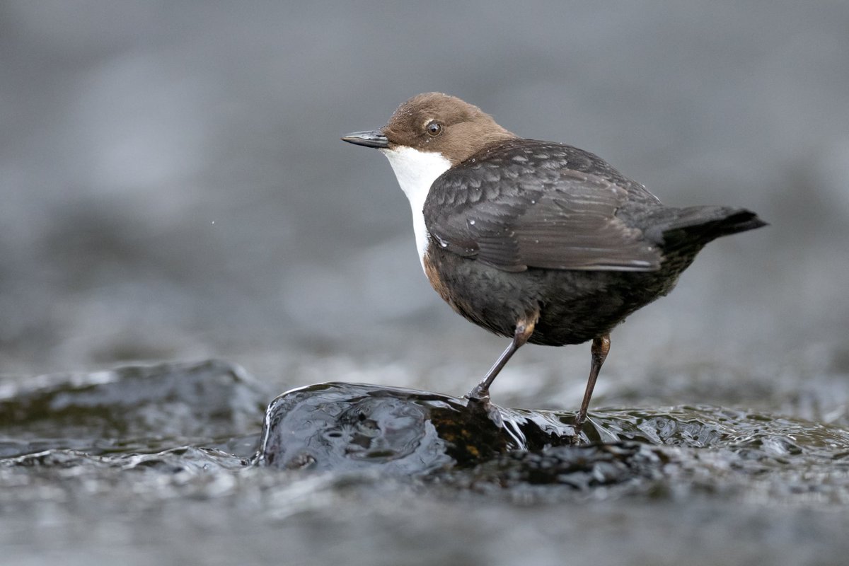 Caleb Knight tweet media