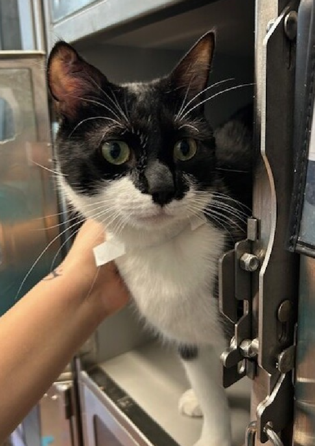 NMBewitched's tweet image. Today is #InternationalRescueCatDay 
#MondayMotivaton 
#FostersSaveLives 

Meet Baboni
nycacc.app/#/browse/247543 
#FosterMe 

Baboni was found in a garbage can
He seeks attention from all who walk by, whether it is a paw reaching out of the bars of his nose playing with the latch