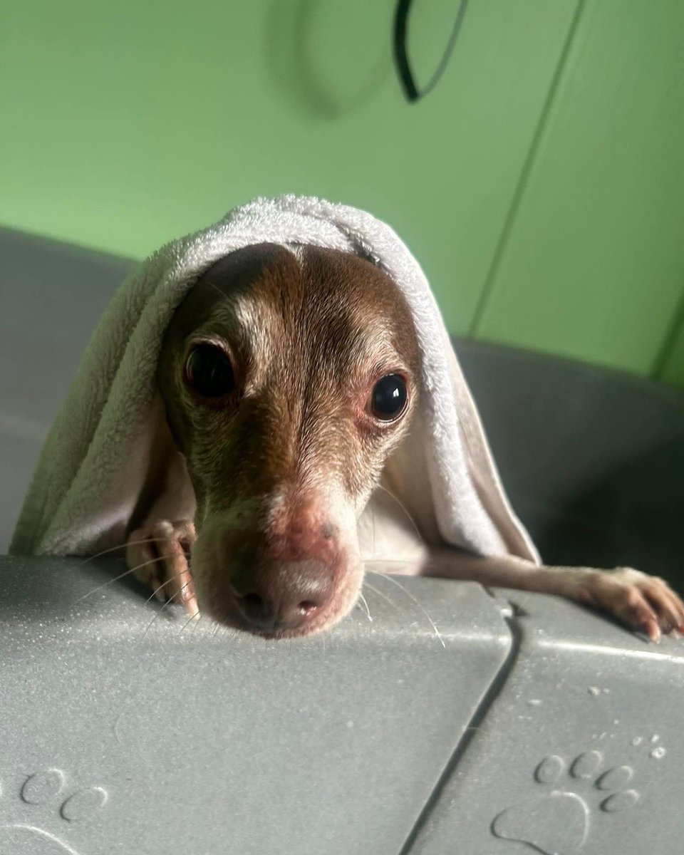 PDRescue's tweet photo. π± "Wet & muddy fun walk turns into a dog's horror story"π±
I had a bath. π π§
By Finn (I like mud).
https://t.co/yF92WH2coW
#howverydarethey #adoptdontshop #Warwickshire #rescuedogs https://t.co/RLUK7pnbMd