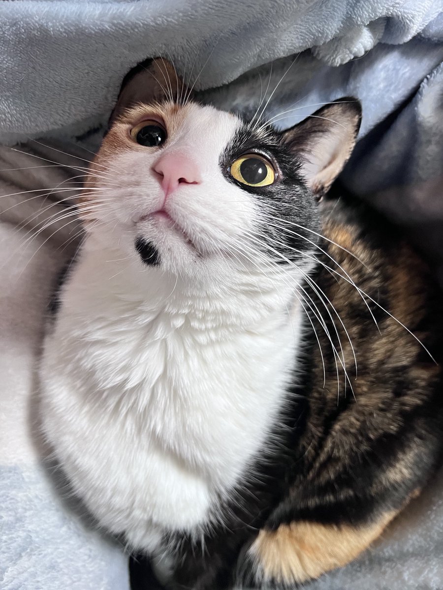 냥생떡상 tweet media