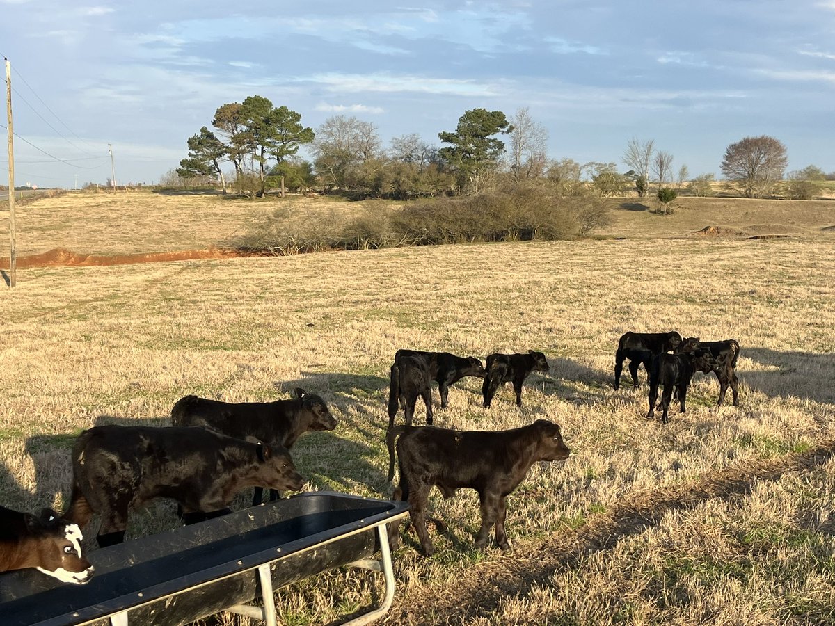 Will Gilmer tweet media