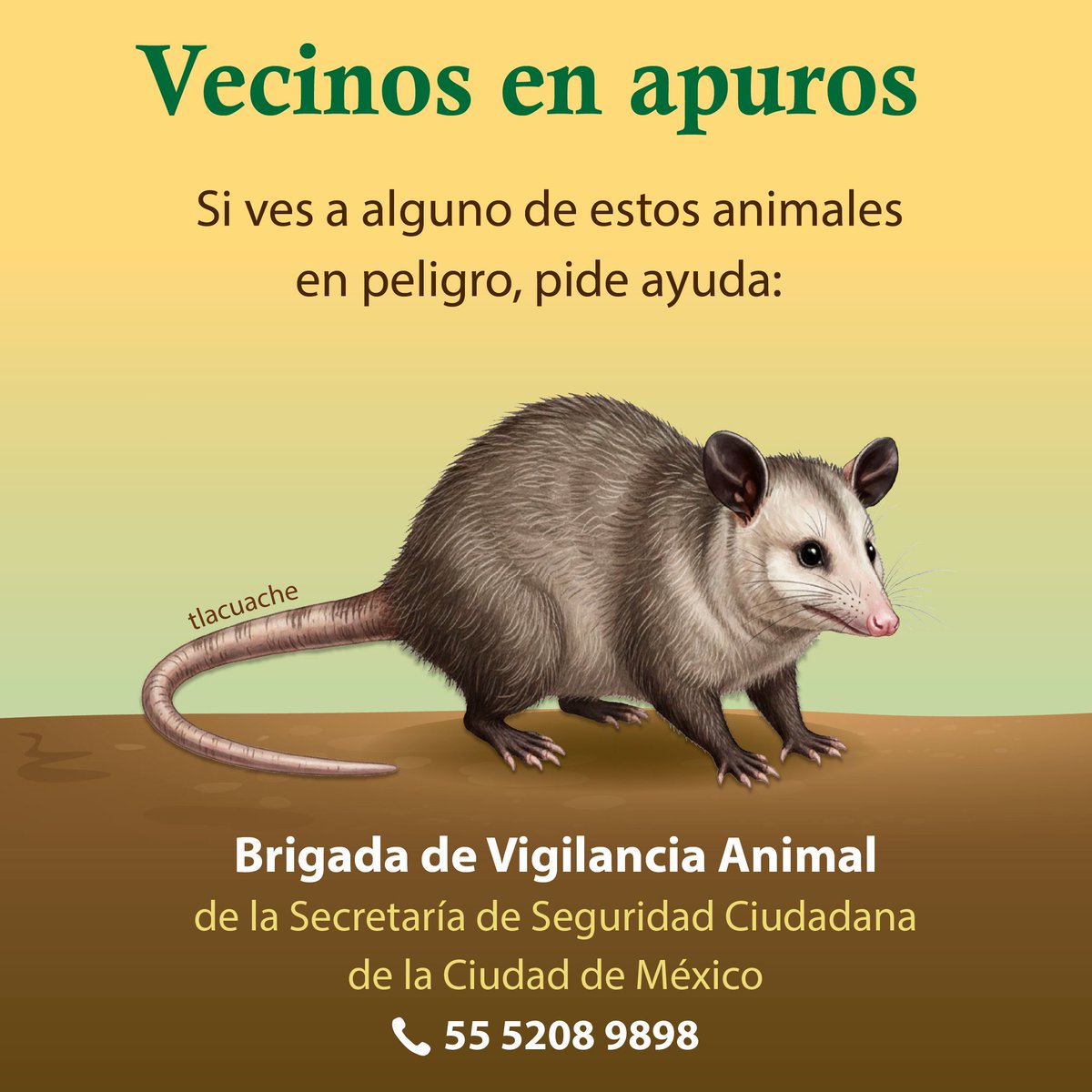 🔁 Los tlacuaches y cacomixtles mantienen el equilibrio ecológico en la CDMX.
🐾 Cuídalos, respétalos y pide ayuda si están en riesgo: 
Brigada de Vigilancia Animal de la <a href="/SSC_CDMX/">SSC CDMX</a> 
📞5552089898.