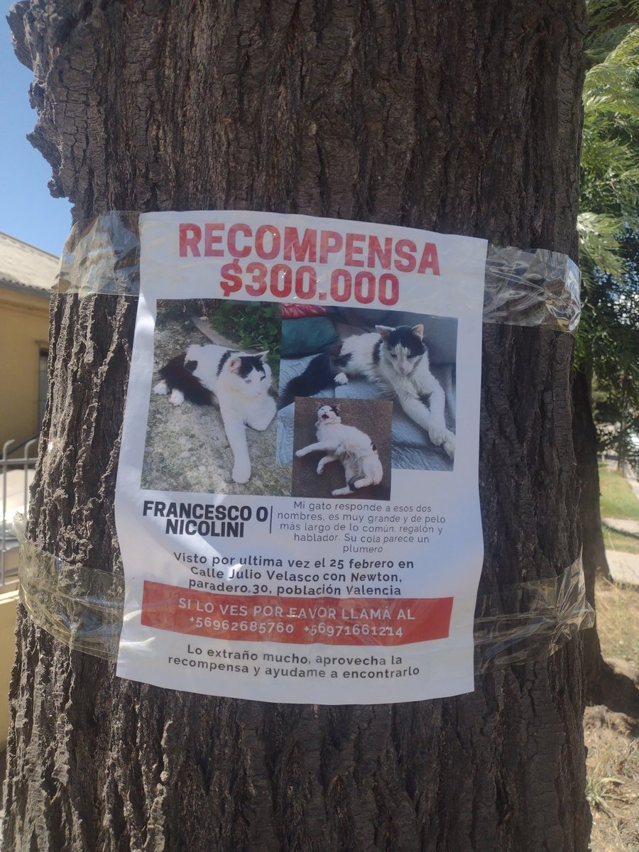 Gatito extraviado en quilpué  paradero 30 población Valencia 
su nombre Francesco nicolini quién lo tiene resguardado o lo ha visto comunicarse con los dueños que lo están buscando hay recompensas.