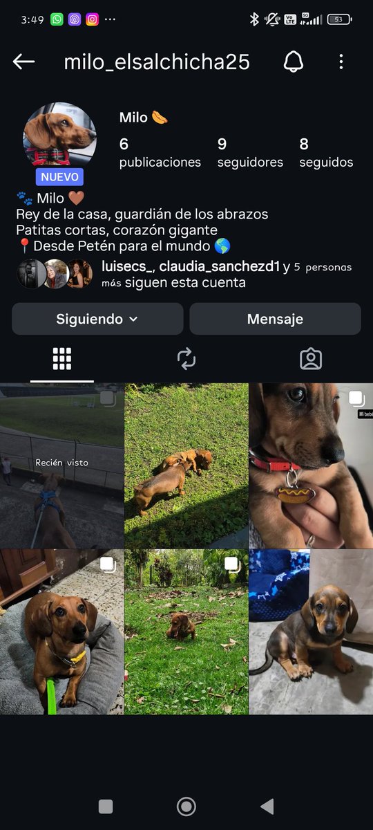 Antes mi mamá decía que no quería perros 
Ahora mi mamá: le creo insta a Milo 🥰