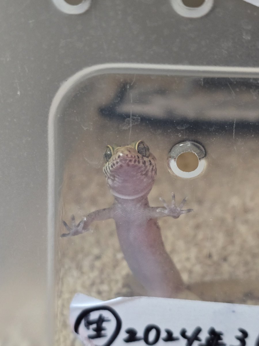 きな@アクマちゃん😈推し🐍🦎🐢 tweet media