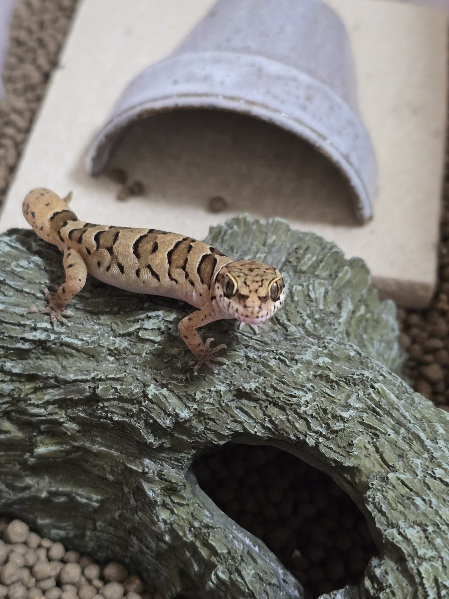 きな@アクマちゃん😈推し🐍🦎🐢 tweet media