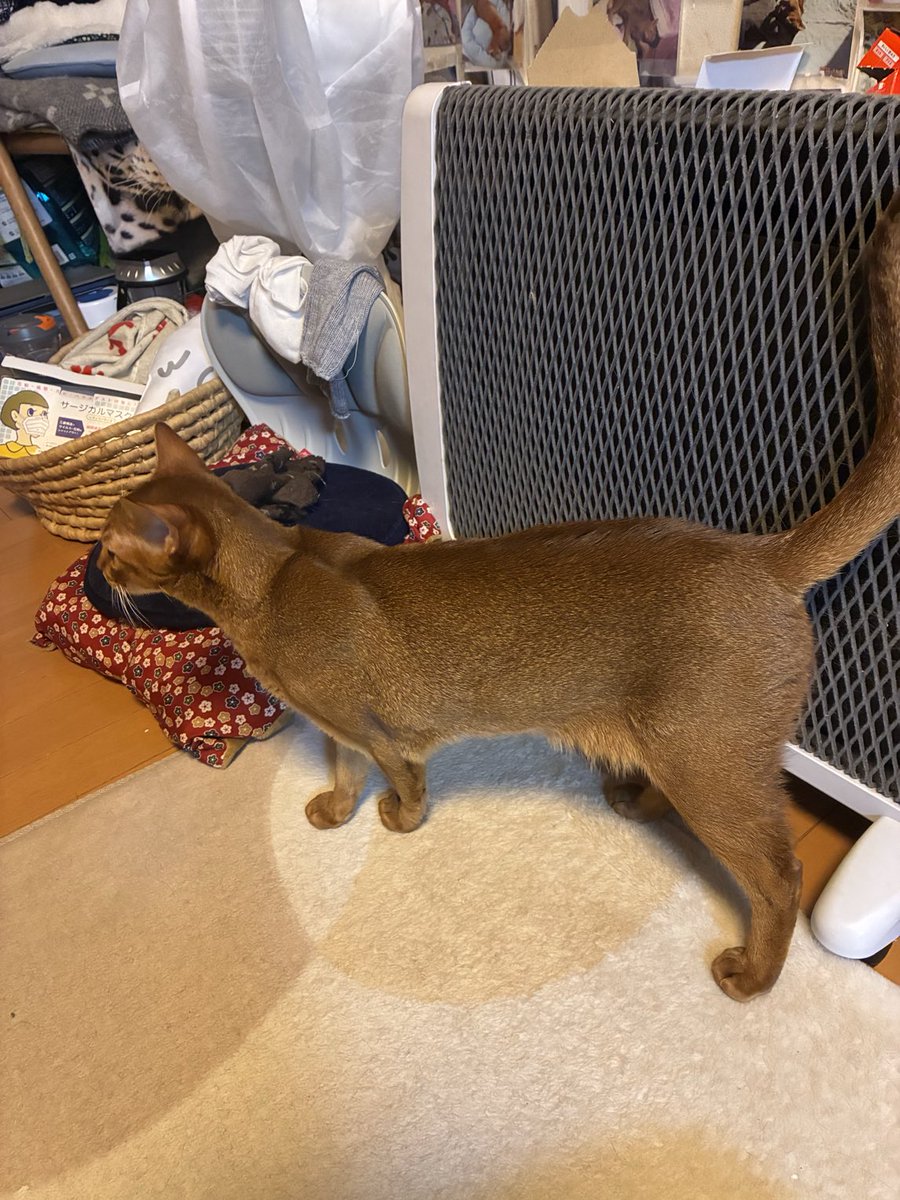 せいたん3d4うち246 おはようあんこさん いつくんだ午前てやばいいい