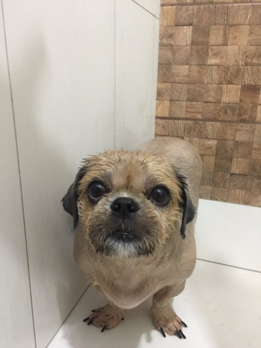 júlia#SBR tweet media