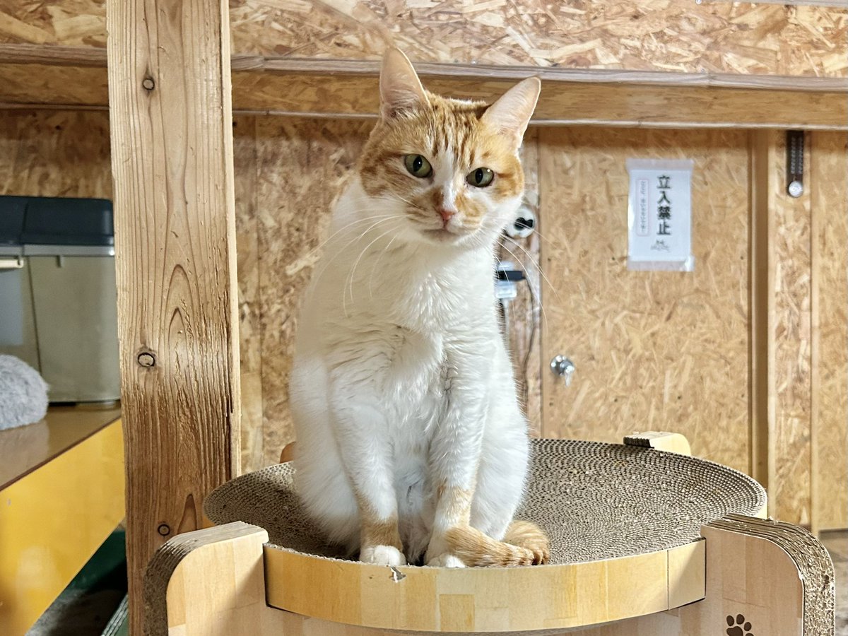 おはようございます.ᐟ.ᐟ 〖 ニンニちゃん 〗 とっても𝑷𝒓𝒆𝒕𝒕𝒚な
