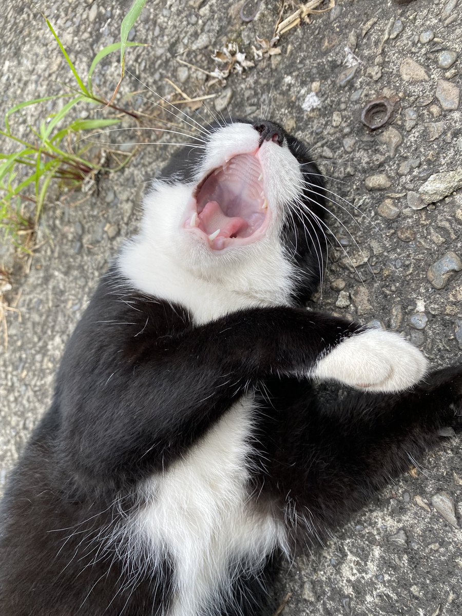 にゃん太郎 (@nyannyan__taro) / Posts / X