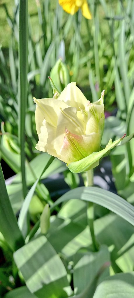 Sunshine and a rise in temperature has brought out the first of the tulips in our garden. <a href="/GardensHour/">GardensHour</a> #GardensHour #Gardens