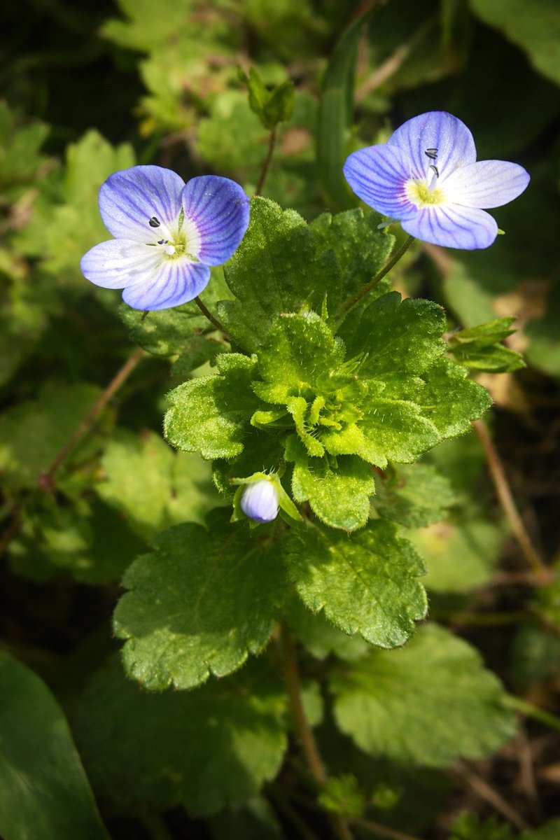 Öncelikle, bu arkadaş öyle 50 cm boylanıp göze batan, rüzgarda salınan heybetli bir bitki değil. Tam tersine, daha çok toprağa tutunup yayılan, yere yatık ya da hafifçe doğrulup büyüyen mütevazı bir yapısı var. Boyu da genelde 10 ile 30 cm arasında kalıyor. Yani onu fark etmek