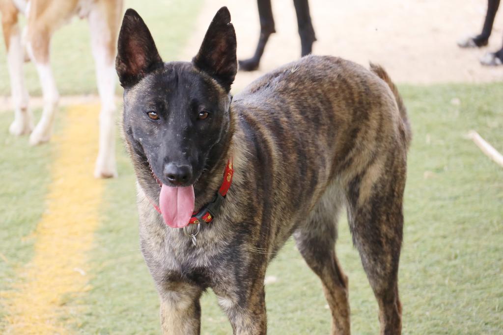 APAPAlcala's tweet photo. Amapola es muy sociable con otros perros, además de ser una referente para perros más miedosos por su seguridad y templanza, pero no es tan confiada con las personas, necesita tiempo y paciencia
Si quieres #apadrinar o #acoger a Amapola, escríbenos a: apap@apap-alcala.org
#Ayuda https://t.co/nLqRON4GPp