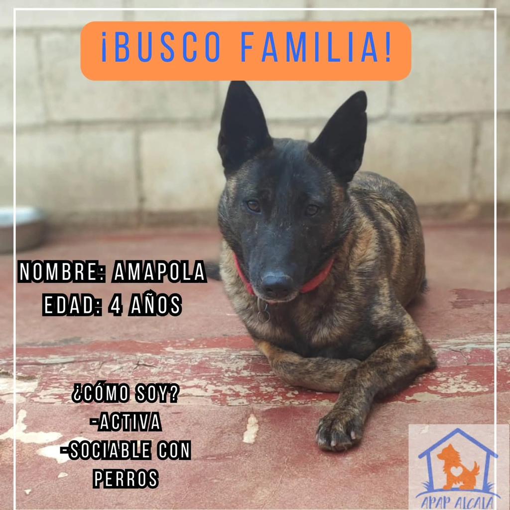 APAPAlcala's tweet photo. Amapola es muy sociable con otros perros, además de ser una referente para perros más miedosos por su seguridad y templanza, pero no es tan confiada con las personas, necesita tiempo y paciencia
Si quieres #apadrinar o #acoger a Amapola, escríbenos a: apap@apap-alcala.org
#Ayuda https://t.co/nLqRON4GPp