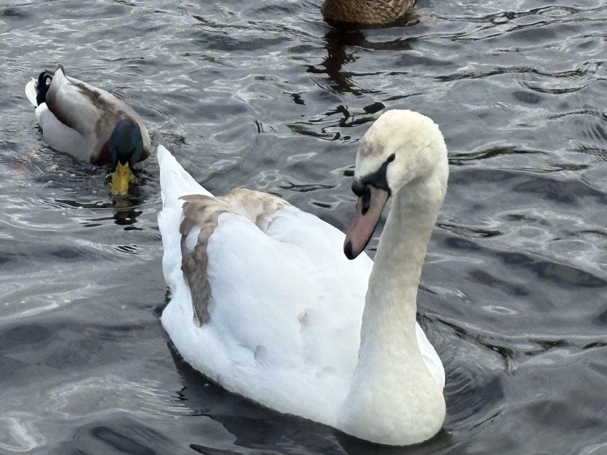 alex  smith tweet media