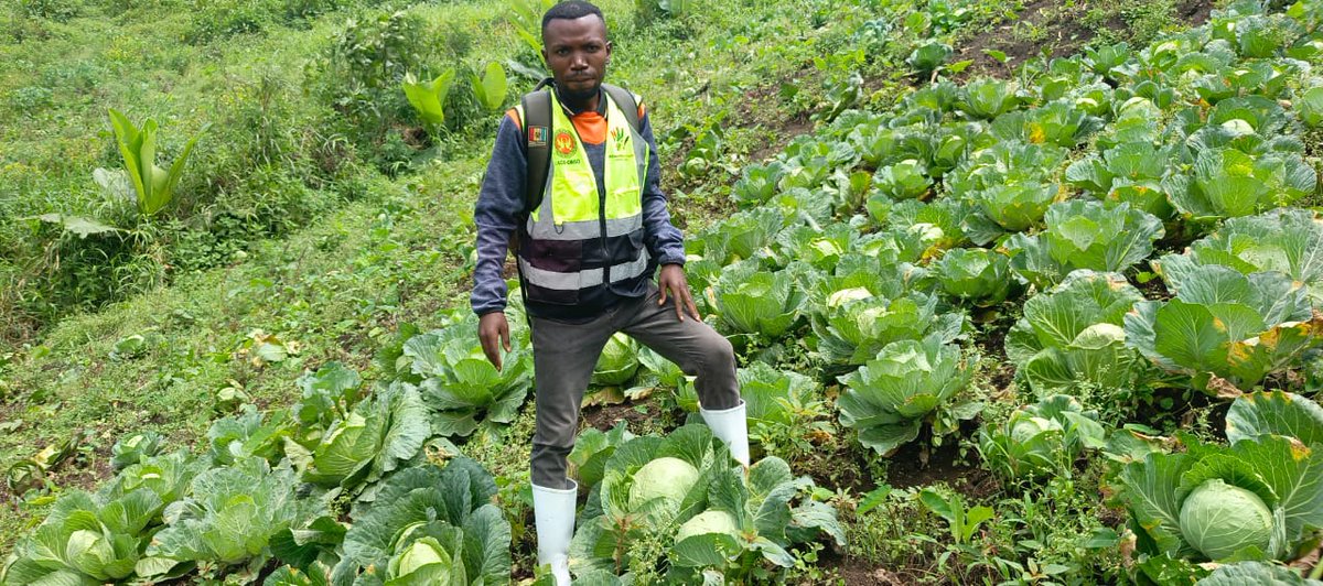 im82665's tweet photo. Phase de récolte de produits agricoles dans l'aire de santé de Sati/katale dans le territoire de Masisi. Un projet d'appui au renforcement de la sécurité alimentaire et  résilience communautaire en faveur de PDIs retournées et membres de la communauté hôte.
#AACOONGD
#EPHASBL https://t.co/GiVcP2HQzB