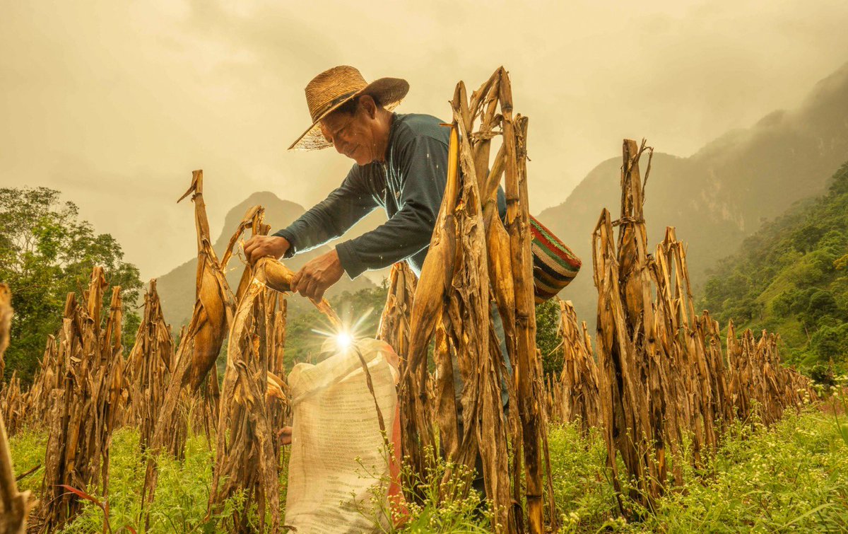 Agricultura_mex's tweet photo. #Comunicado
Más de mil 151 millones de pesos en pagos del incentivo al maíz blanco del ciclo Primavera-Verano 2025

● Ya son 22 mil 516 beneficiarias y beneficiarios que recibieron este apoyo en sus cuentas bancarias, sin intermediarios
● Hay 203 bodegas y ventanillas operando para orientar y atender a las y los
productores sobre el estatus de su pago en Campeche, Guanajuato, Jalisco, Michoacán, Querétaro y Tlaxcala
● Dio inicio el proceso para agricultoras y agricultores de maíz amarillo en
Chihuahua y Tamaulipas, para acceder a un apoyo de 600 pesos por tonelada

#ApoyosAlMaiz 

https://t.co/wCCNCRi7ai
