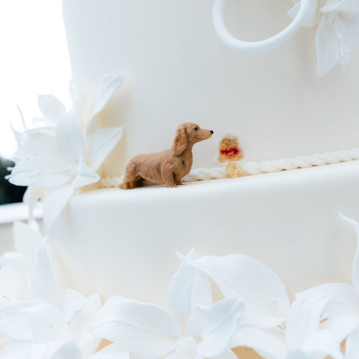 ma la torta di Charles Leclerc e Alexandra con il loro cane Leo scolpito in miniatura con tanto di piccolo "morso" 😭😭😭😭😭