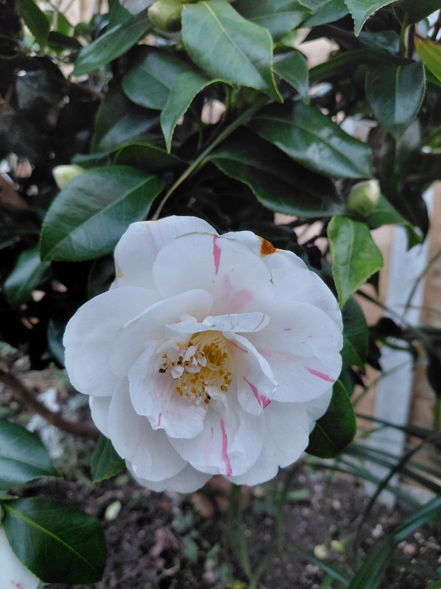 horse4courseAW's tweet photo. Weather certainly has not been kind in GL3 but one week on, the Camellia has burst into life #Gardenshour #Garden @GardensHour https://t.co/w4HHg1yfYa
