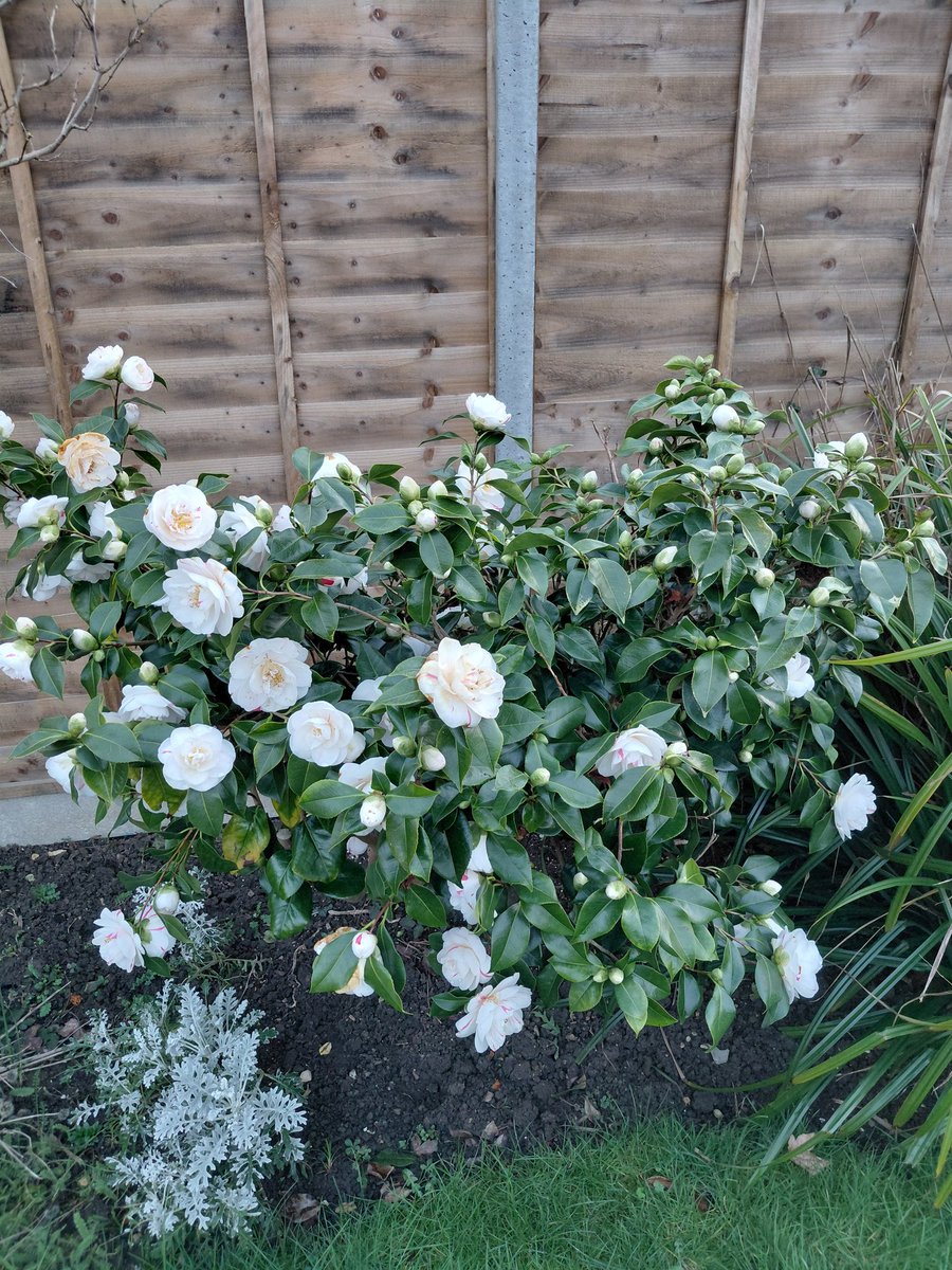 horse4courseAW's tweet photo. Weather certainly has not been kind in GL3 but one week on, the Camellia has burst into life #Gardenshour #Garden @GardensHour https://t.co/w4HHg1yfYa
