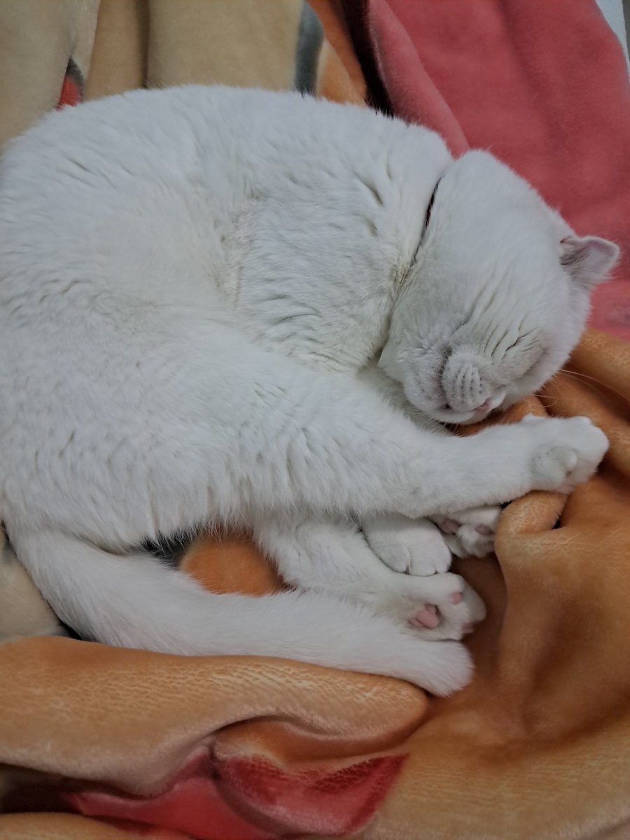 Yo uyqu , yo jang ...