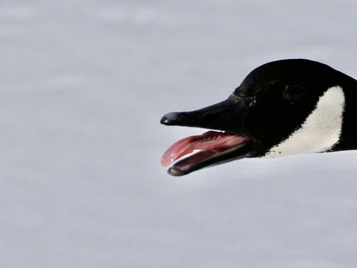 mawgdn's tweet image. Not a good capture, but it comes handy for #TongueOutTuesday Canada #Goose at Clove Lakes Park #birdwatching 02/28/26