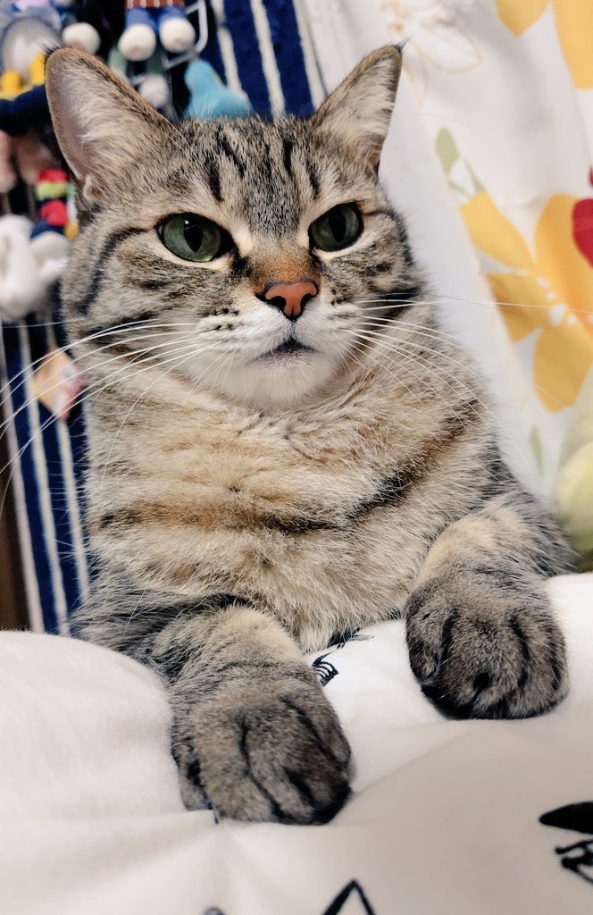 ゴロー🐾 (@cat_56chan) / Posts / X