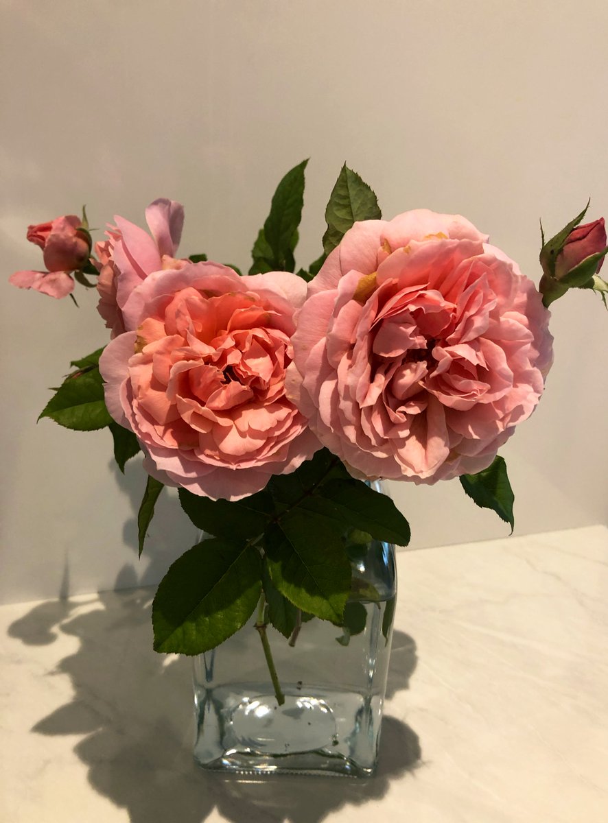 Robyn Connery tweet media