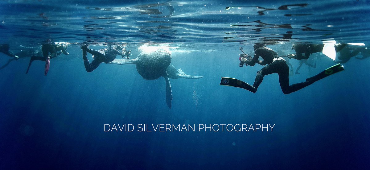 David Silverman tweet media